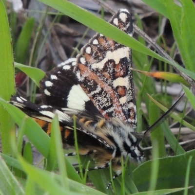 Apina callisto (Pasture Day Moth) at Coombs, ACT - 18 Apr 2017 by MichaelBedingfield