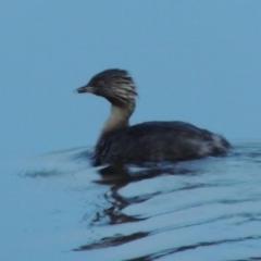 Poliocephalus poliocephalus (Hoary-headed Grebe) at Coombs, ACT - 18 Apr 2017 by michaelb