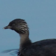 Poliocephalus poliocephalus at Coombs, ACT - 18 Apr 2017