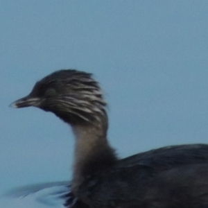 Poliocephalus poliocephalus at Coombs, ACT - 18 Apr 2017