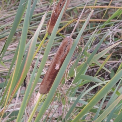 Typha orientalis (Broad-leaved Cumbumgi) at Coombs, ACT - 18 Apr 2017 by michaelb