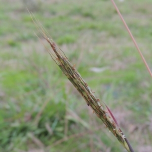 Bothriochloa macra at Coombs, ACT - 18 Apr 2017