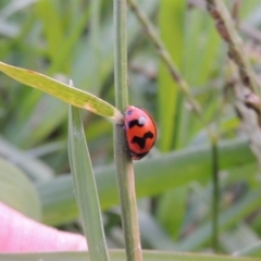 Coccinella transversalis (Transverse Ladybird) at Coombs, ACT - 18 Apr 2017 by MichaelBedingfield