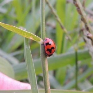 Coccinella transversalis at Coombs, ACT - 18 Apr 2017 06:48 PM