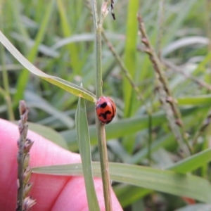 Coccinella transversalis at Coombs, ACT - 18 Apr 2017 06:48 PM