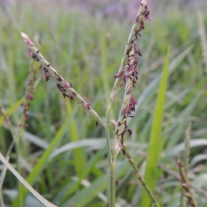 Paspalum distichum at Coombs, ACT - 18 Apr 2017 06:48 PM