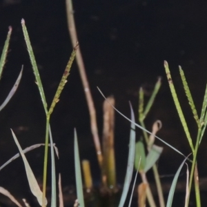 Paspalum distichum at Coombs, ACT - 18 Apr 2017