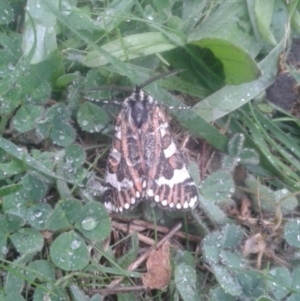 Apina callisto at Hackett, ACT - 25 Apr 2017 10:00 AM