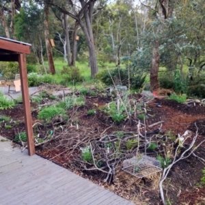 Aegotheles cristatus at Wamboin, NSW - 4 Apr 2017