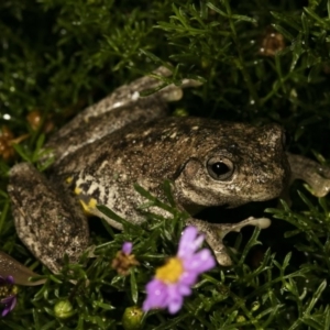 Litoria peronii at Wamboin, NSW - 20 Mar 2017