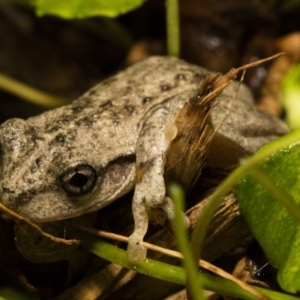 Litoria peronii at Wamboin, NSW - 20 Mar 2017