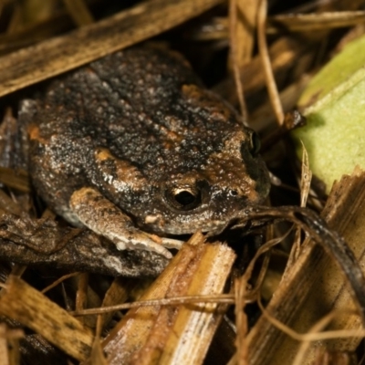 Uperoleia laevigata (Smooth Toadlet) at Wamboin, NSW - 20 Mar 2017 by alicemcglashan