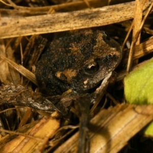 Uperoleia laevigata at Wamboin, NSW - 20 Mar 2017