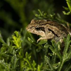 Crinia signifera at Wamboin, NSW - 20 Mar 2017