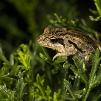 Crinia signifera (Common Eastern Froglet) at Wamboin, NSW - 20 Mar 2017 by alicemcglashan