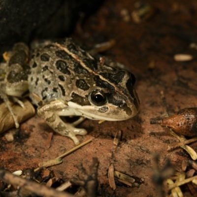 Limnodynastes tasmaniensis (Spotted Grass Frog) at Wamboin, NSW - 20 Mar 2017 by alicemcglashan