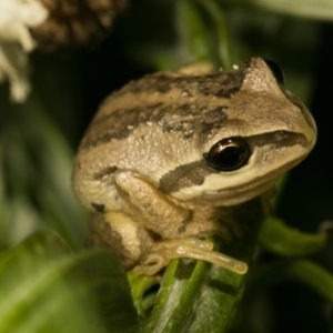 Litoria verreauxii verreauxii at Wamboin, NSW - 20 Mar 2017