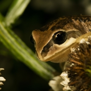 Litoria verreauxii verreauxii at Wamboin, NSW - 20 Mar 2017