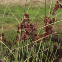 Cyperus gunnii subsp. gunnii (Flecked Flat-Sedge) at MTR591 at Gundaroo - 4 Jan 2017 by MaartjeSevenster