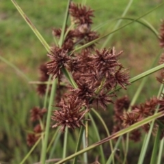 Cyperus gunnii subsp. gunnii at Gundaroo, NSW - 4 Jan 2017