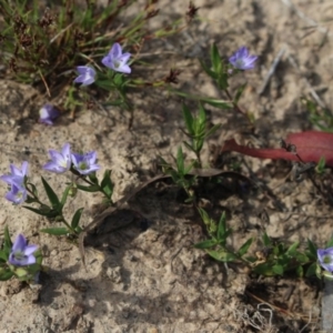 Veronica gracilis at Gundaroo, NSW - 3 Nov 2015