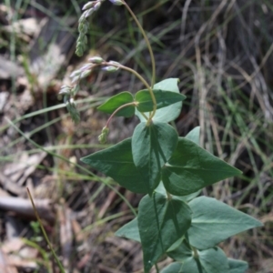 Veronica perfoliata at Gundaroo, NSW - 9 Nov 2015