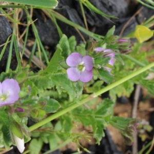 Veronica sp. at Gundaroo, NSW - 17 Oct 2015 11:37 AM