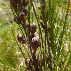 Allocasuarina nana at Molonglo Valley, ACT - 27 Nov 2016