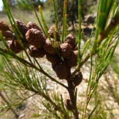 Allocasuarina nana at Molonglo Valley, ACT - 27 Nov 2016