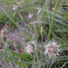 Vittadinia cuneata var. cuneata (Fuzzy New Holland Daisy) at Coombs, ACT - 18 Apr 2017 by michaelb