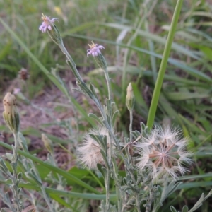 Vittadinia cuneata var. cuneata at Coombs, ACT - 18 Apr 2017