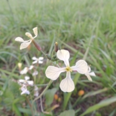 Raphanus raphanistrum (Wild Radish, Jointed Charlock) at Coombs, ACT - 18 Apr 2017 by michaelb