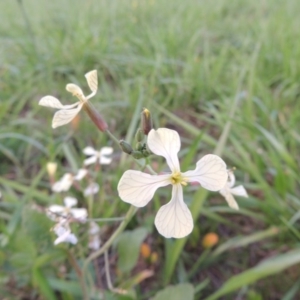 Raphanus raphanistrum at Coombs, ACT - 18 Apr 2017