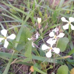 Raphanus raphanistrum at Coombs, ACT - 18 Apr 2017