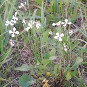 Raphanus raphanistrum at Coombs, ACT - 18 Apr 2017