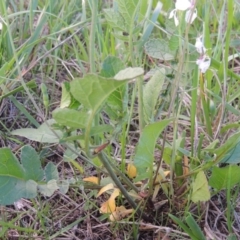 Raphanus raphanistrum at Coombs, ACT - 18 Apr 2017