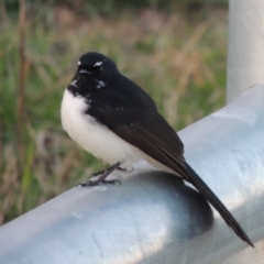 Rhipidura leucophrys (Willie Wagtail) at Coombs Ponds - 18 Apr 2017 by michaelb
