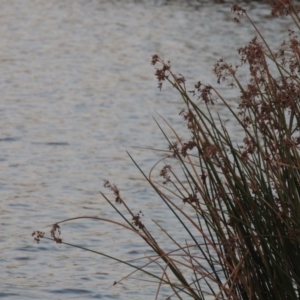 Schoenoplectus validus at Coombs, ACT - 18 Apr 2017