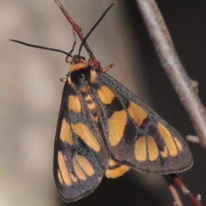 Amata (genus) at Tennent, ACT - 11 Jan 2015 08:34 PM