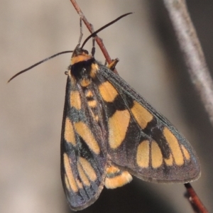 Amata (genus) at Tennent, ACT - 11 Jan 2015 08:34 PM