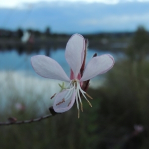 Oenothera lindheimeri at Coombs, ACT - 18 Apr 2017 07:26 PM