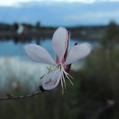 Oenothera lindheimeri (Clockweed) at Coombs, ACT - 18 Apr 2017 by MichaelBedingfield