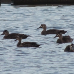 Anas superciliosa at Coombs, ACT - 18 Apr 2017