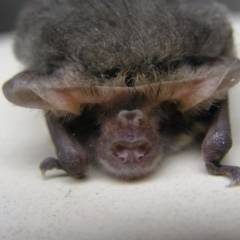 Nyctophilus geoffroyi (Lesser Long-eared Bat) at Yass River, NSW - 23 Apr 2017 by SueMcIntyre