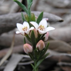 Boronia nana var. hyssopifolia at Yass River, NSW - 6 Nov 2005 by SueMcIntyre