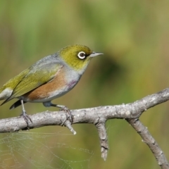 Zosterops lateralis (Silvereye) at Eden, NSW - 19 Apr 2017 by Leo