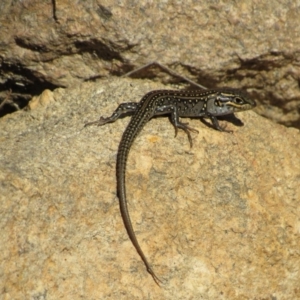 Liopholis whitii at Tennent, ACT - 24 Apr 2017 11:34 AM