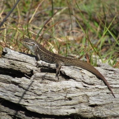 Liopholis whitii (White's Skink) at Tennent, ACT - 24 Apr 2017 by KShort