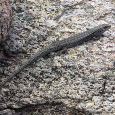 Liopholis whitii (White's Skink) at Tennent, ACT - 24 Apr 2017 by KShort