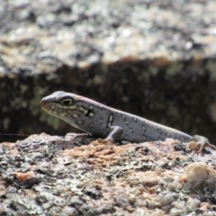 Liopholis whitii at Tennent, ACT - 24 Apr 2017 12:20 PM